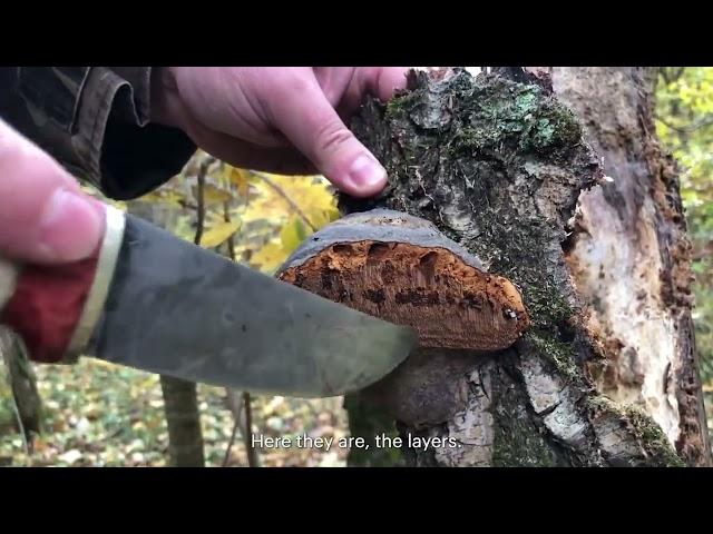 Mikhail Vishnevskiy - how to distinguish chaga from burl and from other tinder fungi ENG SUBS