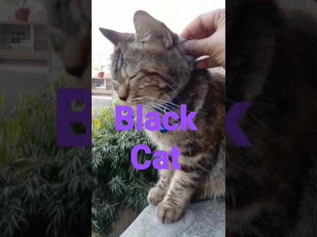 #shortsvideo #shortsfeed #blackcat #mspetsvlogs #shortsviral #viralshorts #viralvideo #youtubeshorts