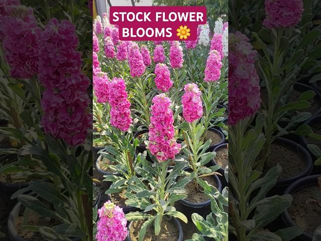 Stock Flower Full Blooms in Spring | Stunning Flowering Update  #shorts #stockflower