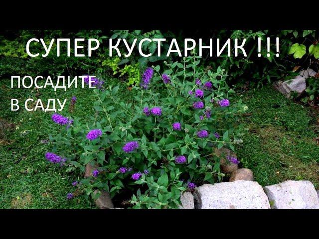 НОВИНКА!!! О ней мало кто знает! СИНИЕ ЦВЕТЫ- Лучший выбор для сада!!! КАРЛИКОВАЯ буддлея БЛЮ ЧИП