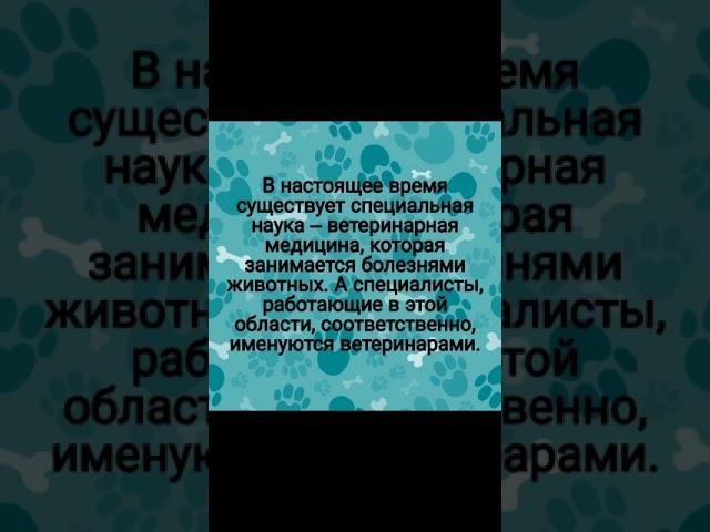 Мы выбираем: ветеринар