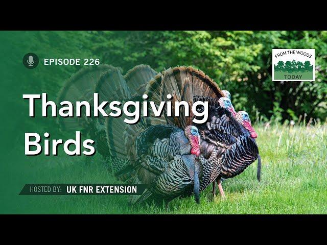 Thanksgiving Birds - From the Woods Today - Episode 226