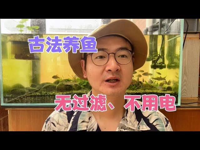 如何古法养鱼？老鱼友分享9条经验，不用过滤不用电也能养好鱼