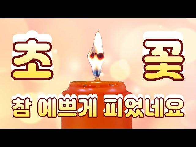 얼마전 일청에서 초꽃이 참 예쁘게 피었습니다. 서울점집 수연궁!!