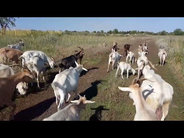 Сколько стоит содержание одной козы в год