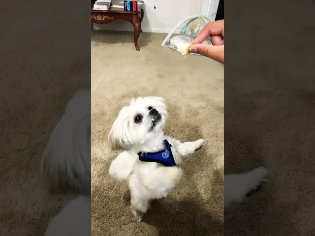 Puppy Mocha loves desserts #puppymocha #cutepuppy