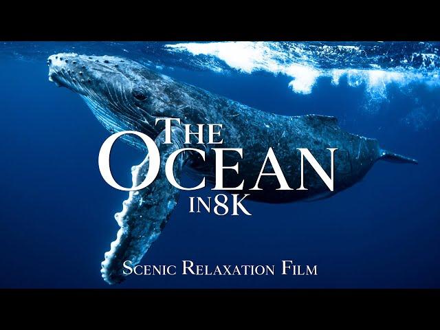 The Ocean in 8K ULTRA HD (60FPS) - Scenic Wildlife Film with Calming Music