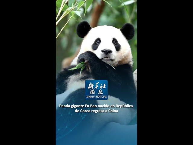 Xinhua Noticias | Panda gigante Fu Bao nacido en República de Corea regresa a China