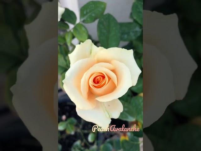 Peach Avalanche #gardening #shorts #shortsvideo #shortsfeed #youtubeshorts #love