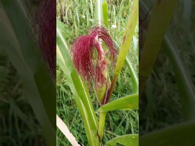 How to grow sweet corn at home #shorts #gardening #nature #seedgermination #corn #sweetcorn