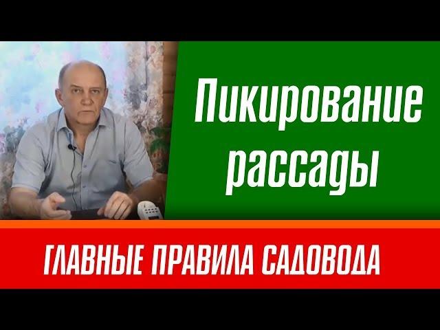 Пикирование рассады. Рассада помидор. Главные правила садовода.