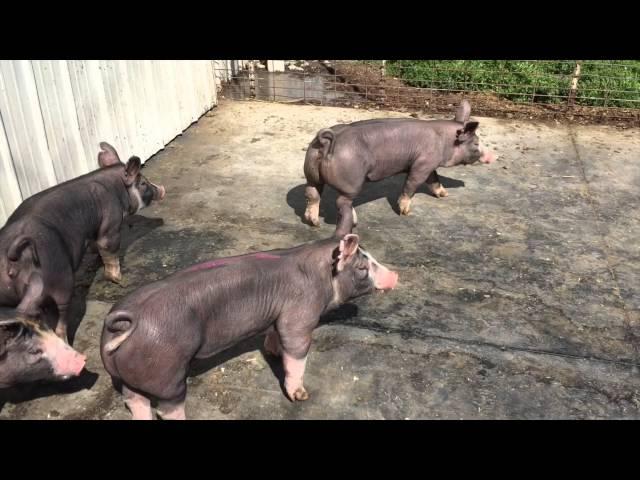 Ritter - Litter 5 Berkshire Gilts