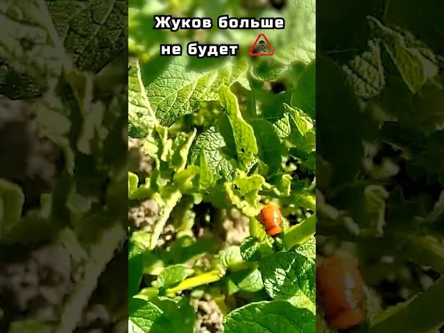 Жуков больше не будет #садоводничество #урожай #рецепт #садовод #дача #огород #сад #колорадскийжук