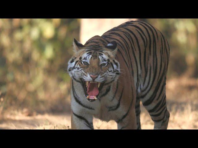 Man Eating Tigers of Sundarbans - Full Film