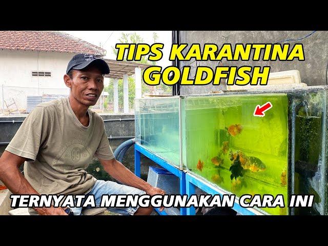 Tips Karantina Goldfish Sebelum Dikirim Ke Customer Ala Maya Rizka Goldfish