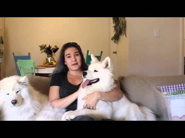 Samoyed Q & A!