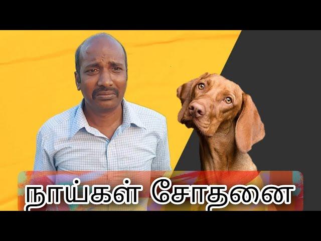 நாய்கள் சோதனை | NAAYIGAL SOTHANAI | TAMIL COMEDY | COMEDY CRACKERS #naayisothanai #dogcomedy