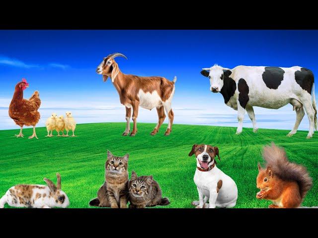 Playful Pets - Dog, Cat, Rabbit, Pig, Squirrel, Goat, Chicken - Animal Moments