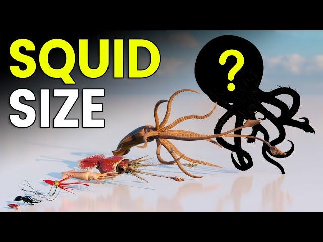 3D Giant Squid Size Comparison | Colossal Squid Size