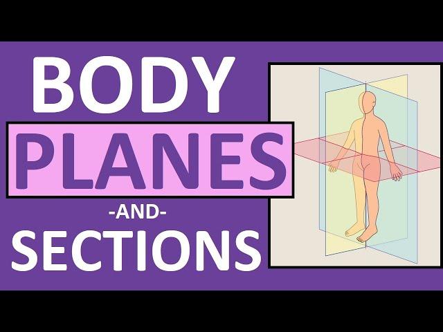 Body Planes and Sections: Frontal, Sagittal, Oblique, Transverse | Anatomy and Physiology