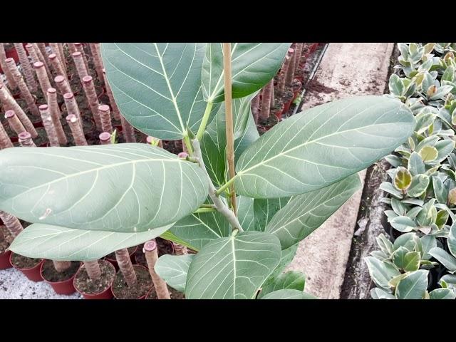 Ficus Benghalensis | Live from the Nursery Series