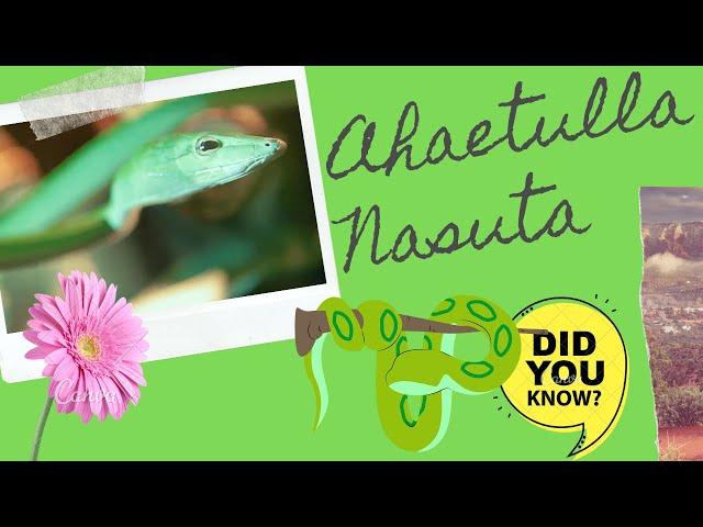 Ahaetulla nasuta  Sri Lankan green vine snake facts  Long-nosed whip snake 