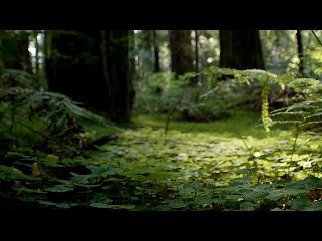 Natural Forest Sounds – ASMR | Our Green Planet | BBC Earth