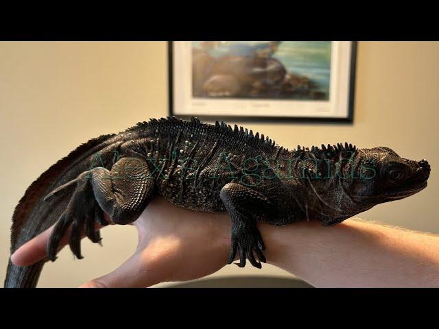 Sulawesi Black Sailfin Dragon Unboxing!| Hydrosaurus celebensis| Unboxing my DREAM Lizards!