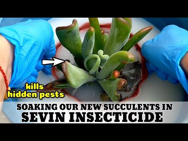 DO THIS AFTER BUYING SUCCULENTS | How to use Sevin Insecticide? Succulent Tips 다육식물 多肉植物 Suculentas