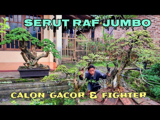 serut raf jumbo‼️calon ancaman