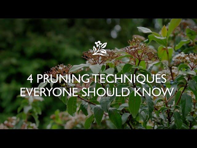 4 Pruning Techniques Everyone Should Know