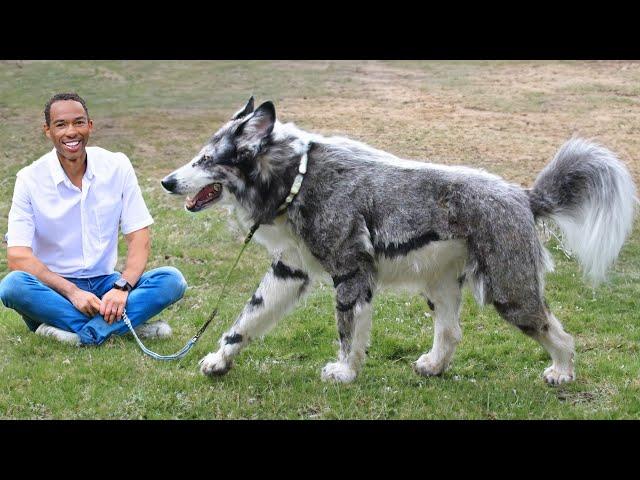 The 10 Most Unknown Dog Breeds