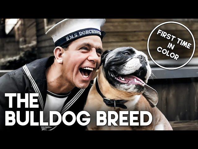 The Bulldog Breed | COLORIZED | Free Classic Film