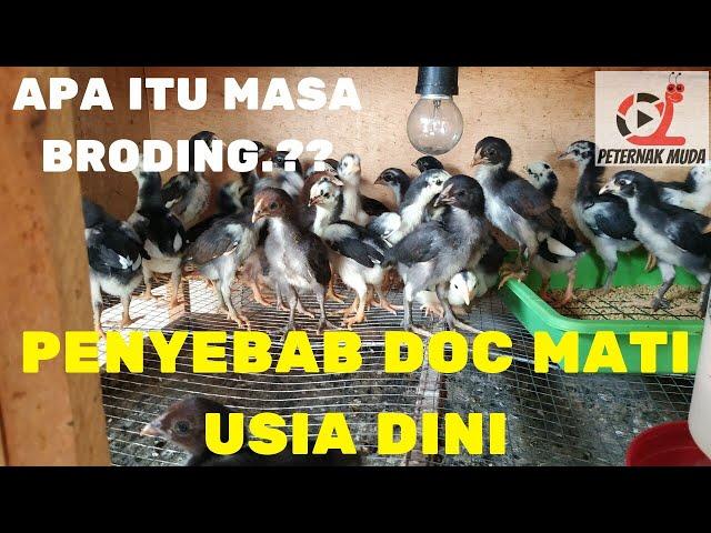 CARA MERAWAT DOC DARI 0 HARI - 1 BULAN