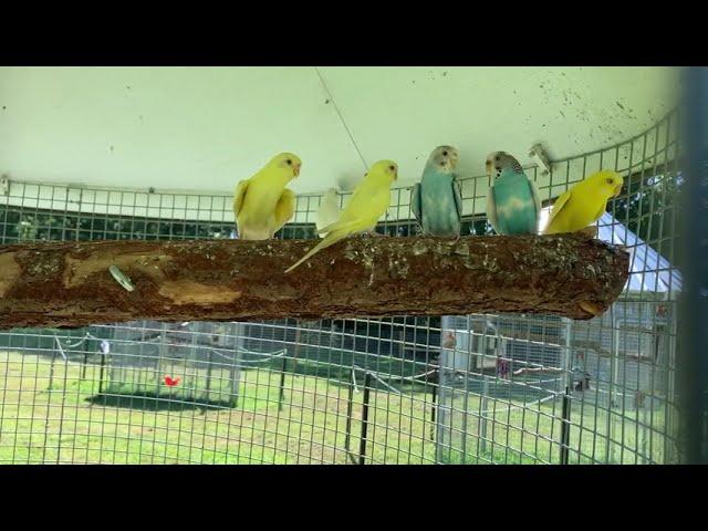 Budgerigar (Melopsittacus undulatus)