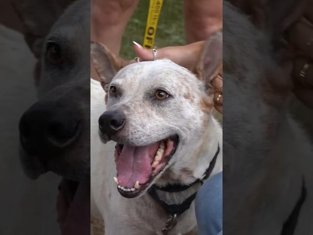 Hanging out w doggies at an animal shelter  #short #dog #animalshelter #mayahiga #twitch