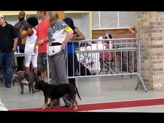 GBAR Kennels : ABKC Ragin Cajun Bully Bash 2016 (+3yr Pocket Females)