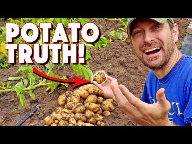 The Truth About When To Harvest Potatoes!