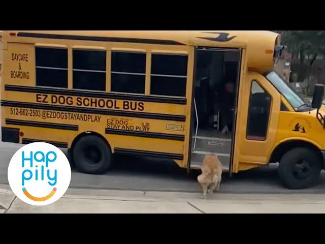 Dogs Love Taking School Bus To Doggy Day Care