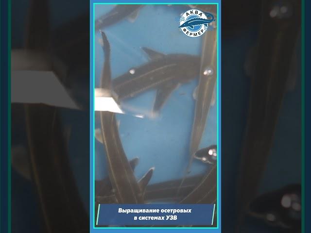 Выращивание ОСЕТРОВЫХ в системах УЗВ | Бизнес на выращивании ОСЕТРА