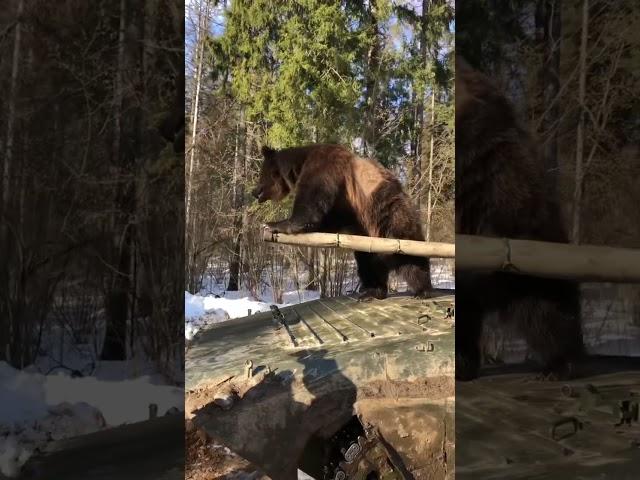 Медведь Том на танке.