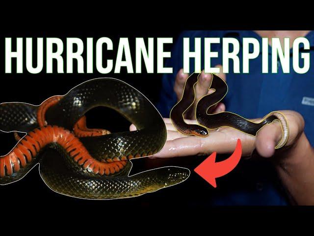 We Found This RARE Snake Herping In A Hurricane: The Carolina Swamp Snake!