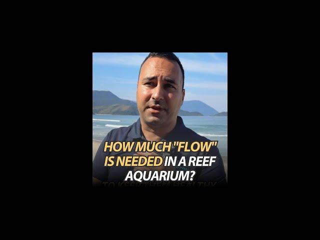 How much "Flow" is needed in a reef aquarium?