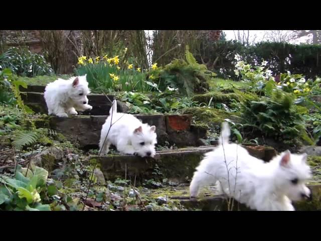 Puppy Playtime  - Westie pups have fun in the garden