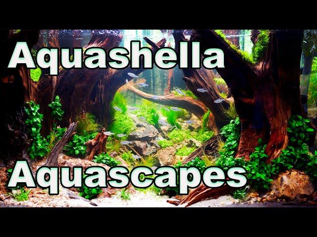 The Amazing Aquascapes of Aquashella Dallas 2022