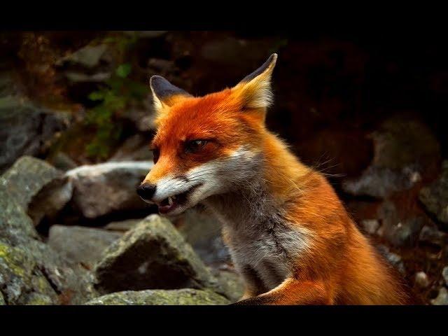 The Secret Life of Fox - Wildlife Wars (Nat Geo)