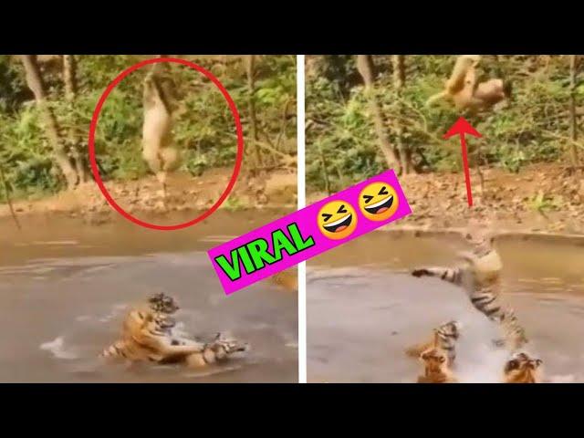 top three funny viral video 2021 || fun superfast