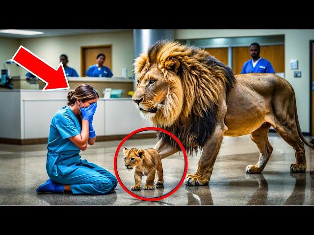 A LION ENTERS THE HOSPITAL, AND THE NURSE BURSTS INTO TEARS WHEN SHE DISCOVERS THE REASON.