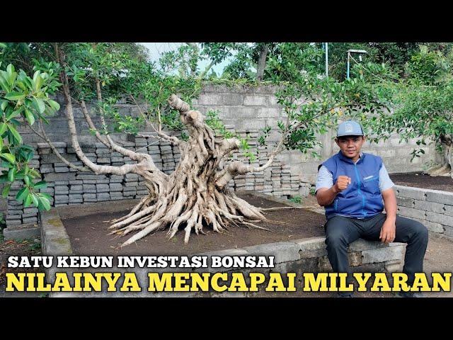 PUSATNYA BONSAI KELAS PETARUNG SEMUA!! INVESTASI MILYARAN DIBONSAI JEMBER