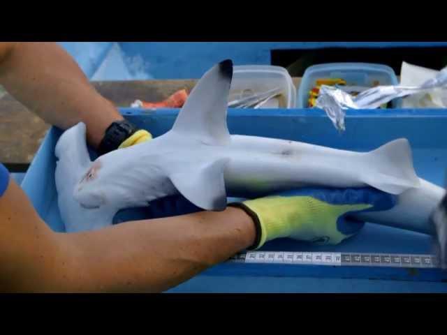 Scalloped Hammerhead Shark Conservation in Costa Rica